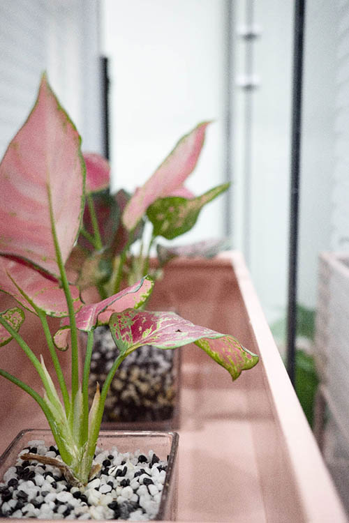 螣（tè）蛇科（kē）技